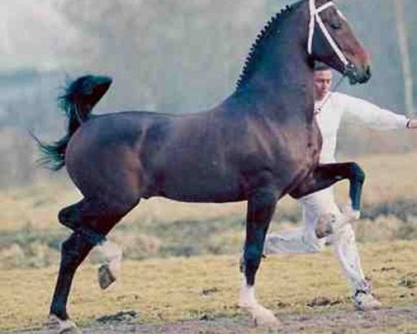 stallion Jonker (KWPN (Royal Dutch Sporthorse), 1991, from Renovo)