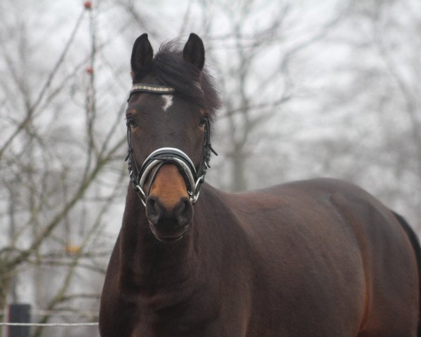 dressage horse Himmelsstürmer D (German Riding Pony, 2011, from Halifax)