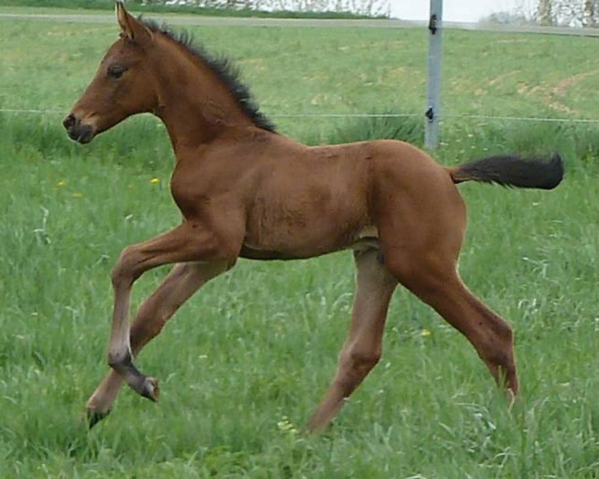 horse Duke of Rose (Württemberger, 2013, from Duke of Hearts xx)