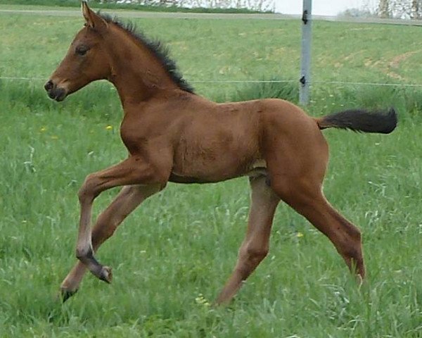 Pferd Duke of Rose (Württemberger, 2013, von Duke of Hearts xx)