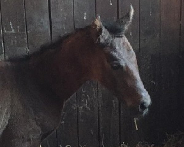 horse Duke's Highlight (Württemberger, 2016, from Duke of Hearts xx)