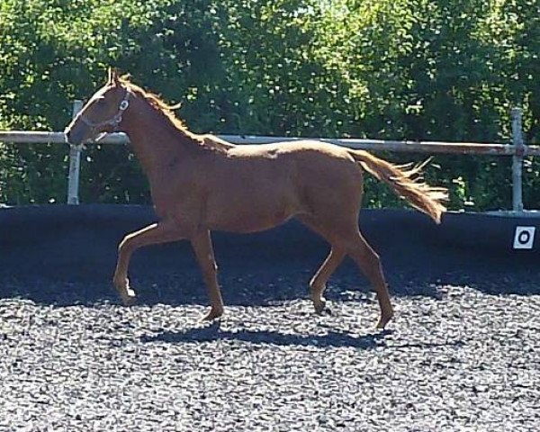 jumper Ibrasco (Württemberger, 2012, from Ibisco xx)