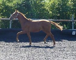 jumper Ibrasco (Württemberger, 2012, from Ibisco xx)