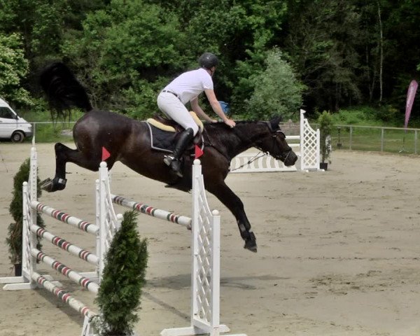 Reitturnier Herxheim 2019