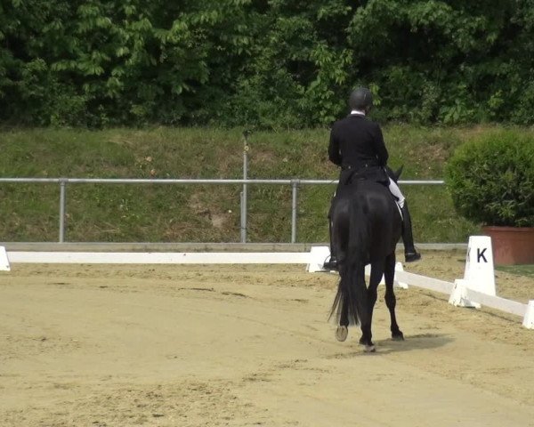 Reitturnier Ladenburg 2019