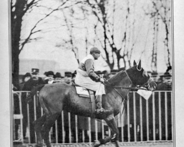 stallion Quo Vadis (FR) (French Trotter, 1916, from Enoch (FR)) stallion Quo Vadis (FR) (French Trotter, 1916, from Enoch (FR))