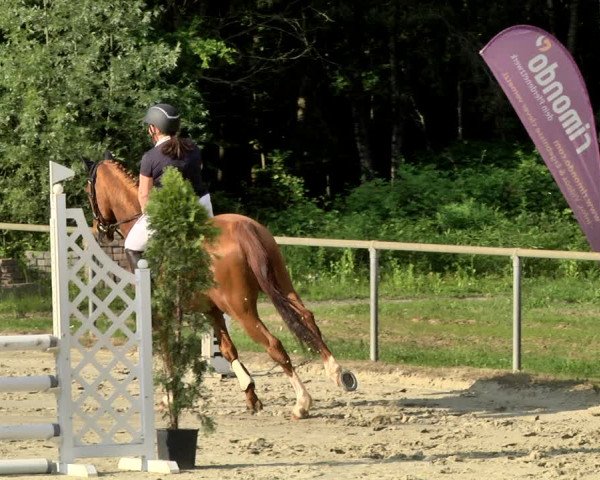 Reitturnier Herxheim 2019