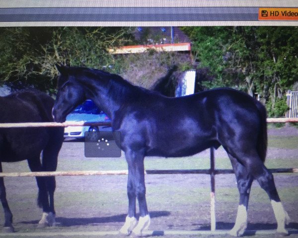 horse Ritschmend--rocky lee sohn (German Sport Horse, 2015, from Rocky Lee)