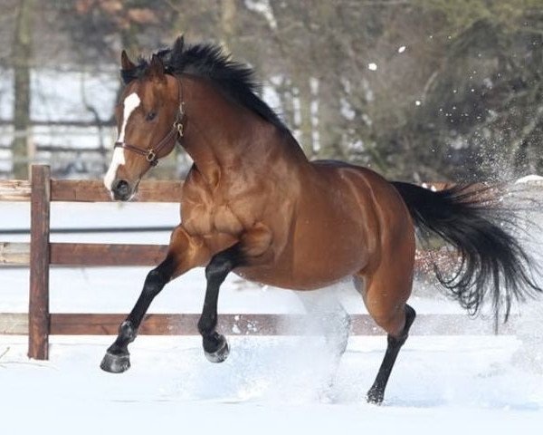 Deckhengst Saddex xx (Englisches Vollblut, 2003, von Sadler's Wells xx)