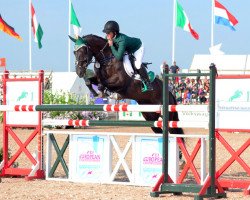 Springpferd Ballygawleys Little Ferro (Irish Sport Horse, 2006, von S Creevagh Ferro)
