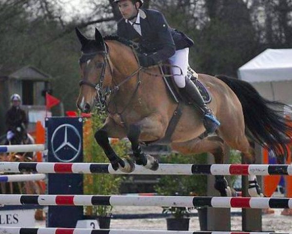 jumper Priam de Chasnay (Selle Français, 2003, from Quito de Baussy)