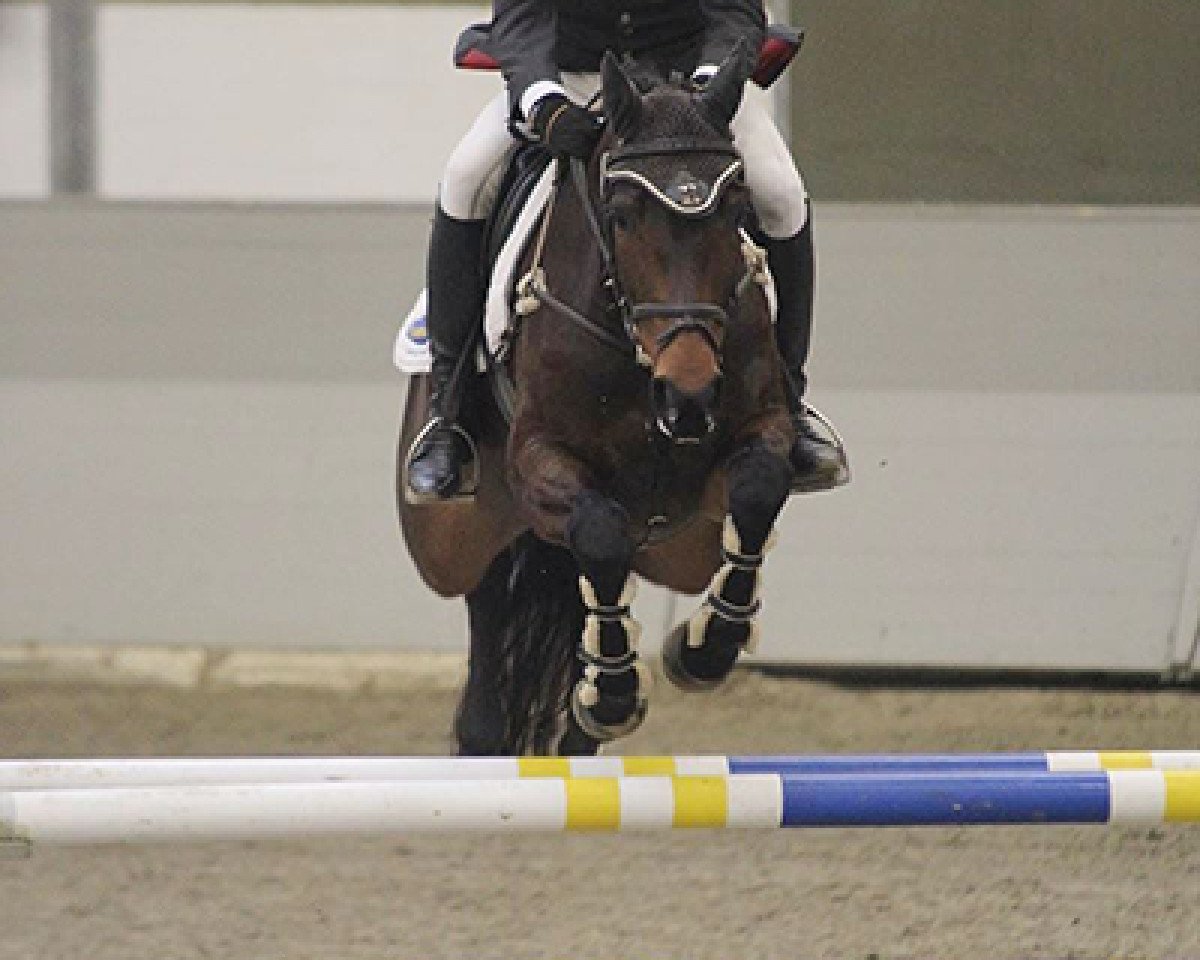 Springpferd Corrida (Hannoveraner, 2009, von Contendro I)