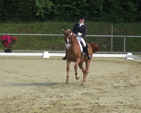 Reitturnier Ladenburg 2019