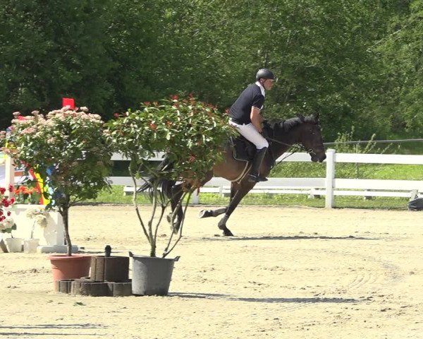 Reitturnier Isny-Rohrdorf 2019