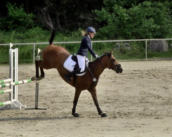 Reitturnier Herxheim 2019