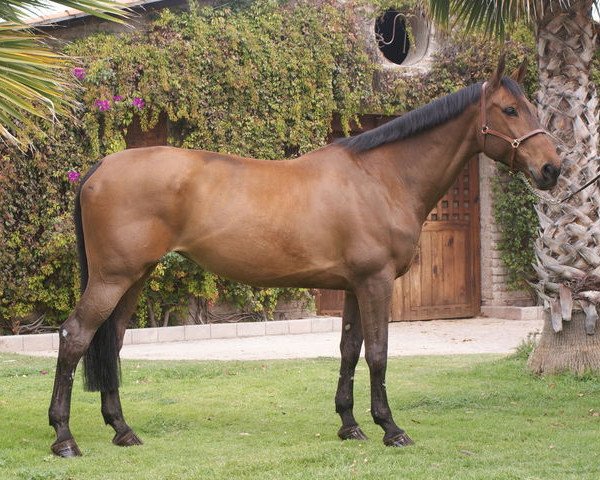 jumper Cassandra Z (Zangersheide riding horse, 2006, from Canturo) jumper Cassandra Z (Zangersheide riding horse, 2006, from Canturo)