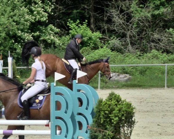 Reitturnier Herxheim 2019