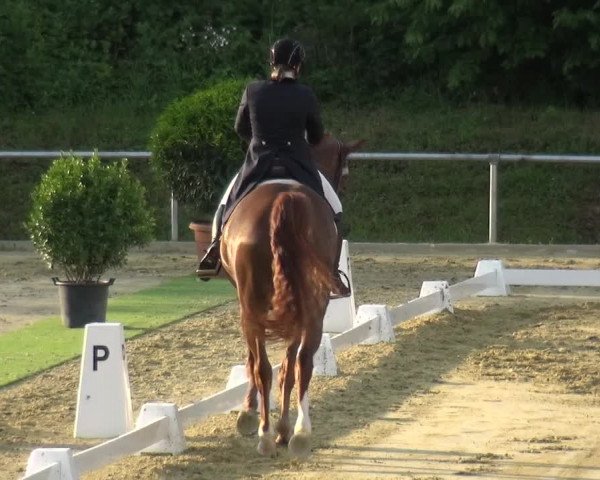 Reitturnier Ladenburg 2019