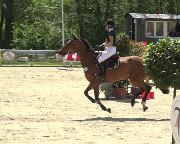 Reitturnier Isny-Rohrdorf 2019