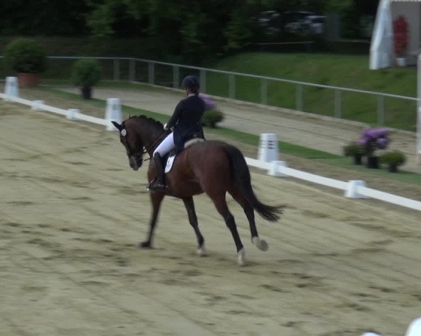 Reitturnier Ladenburg 2019