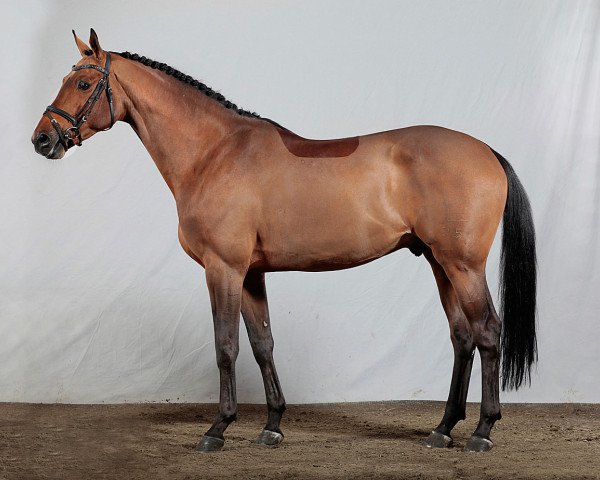 Deckhengst Diamant de Revel (Dänisches Warmblut, 2005, von Diamant de Semilly)