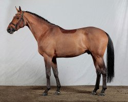 Deckhengst Diamant de Revel (Dänisches Warmblut, 2005, von Diamant de Semilly)