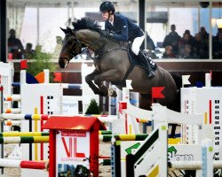 horse Van Schijndel's Con Air (Hanoverian, 2003, from Contendro I)