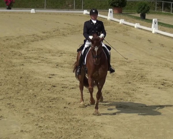 Reitturnier Ladenburg 2019