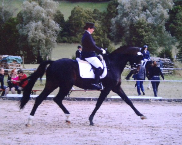 dressage horse Rabensteins Fürst Ferdinand (Oldenburg, 2002, from Fürst Heinrich)