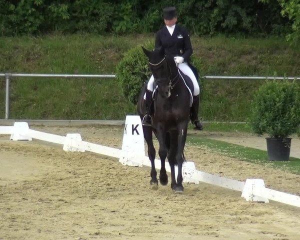 Reitturnier Ladenburg 2019