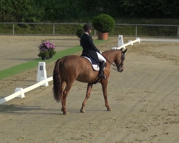 Reitturnier Ladenburg 2019