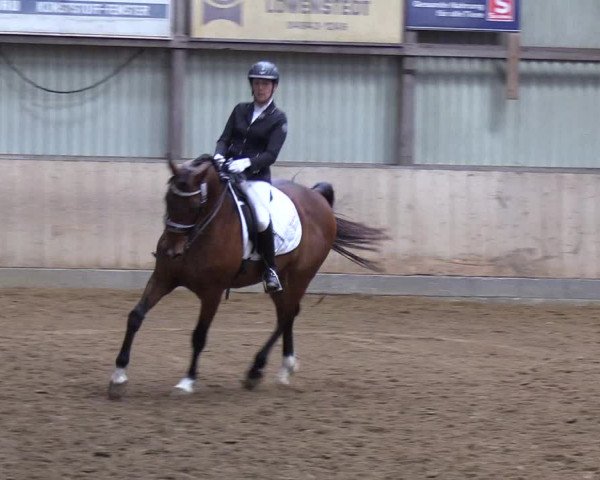 Reitturnier Löwenstedt 2019