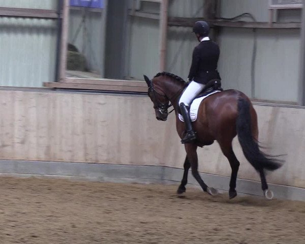 Reitturnier Löwenstedt 2019