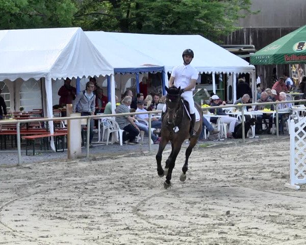 Reitturnier Herxheim 2019
