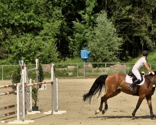 Reitturnier Herxheim 2019