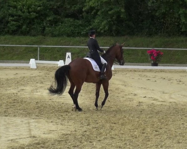Reitturnier Ladenburg 2019