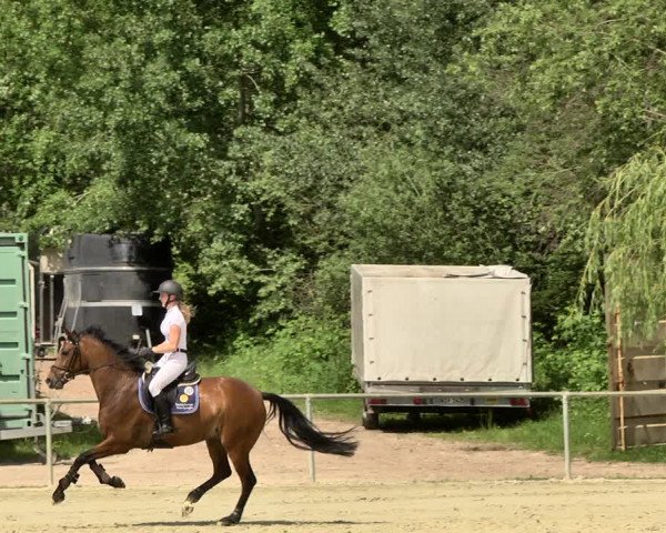 Reitturnier Herxheim 2019