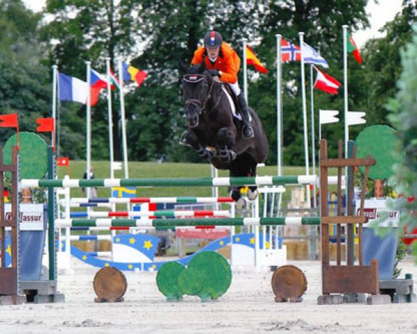 stallion van Schijndel's Kris (KWPN (Royal Dutch Sporthorse), 1992, from Goodtimes)