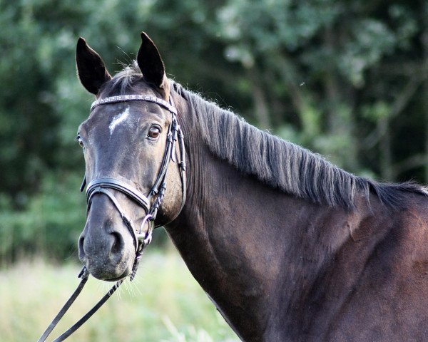 Pferd Colani 38 (Oldenburger, 1997, von Corradino)