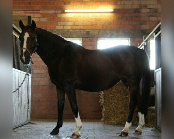 broodmare Gerry (Westphalian, 1995, from Gralshüter)