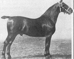 stallion Ehrenknabe (Oldenburg, 1906, from Ehrenknabe)