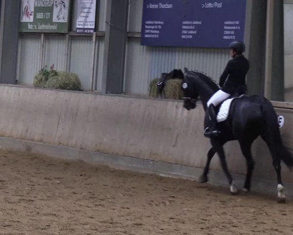 Reitturnier Löwenstedt 2019