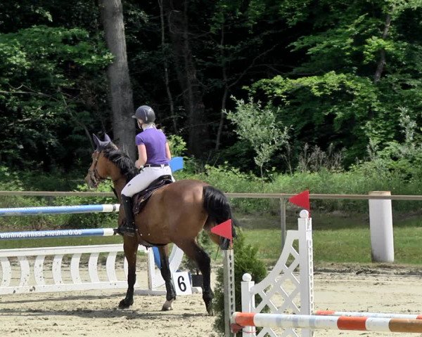 Reitturnier Herxheim 2019