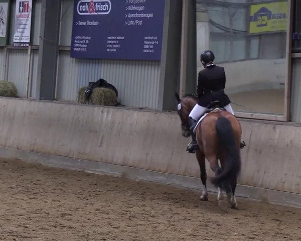 Reitturnier Löwenstedt 2019