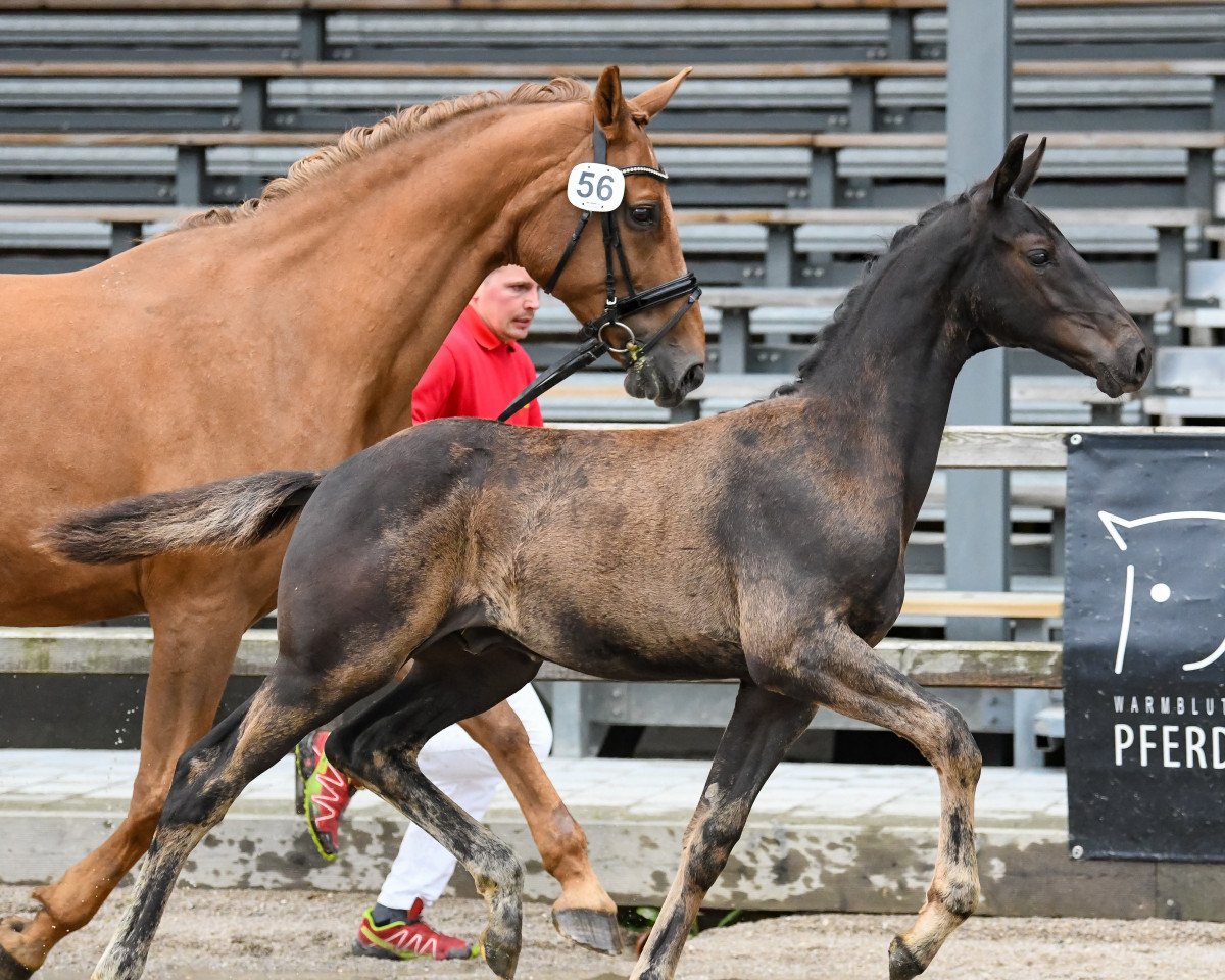 Pferd Dariel JS (Österreichisches Warmblut, 2021, von DeLorean)