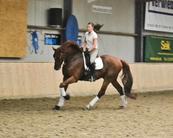 horse Roccatello (Belgian Warmblood,  )