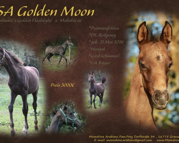 horse MSA Golden Moon (German Riding Pony,  , from Centauro's Golden Flashlight)