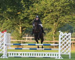jumper San Salvador 40 (Oldenburg show jumper, 2011, from Sandro Boy)