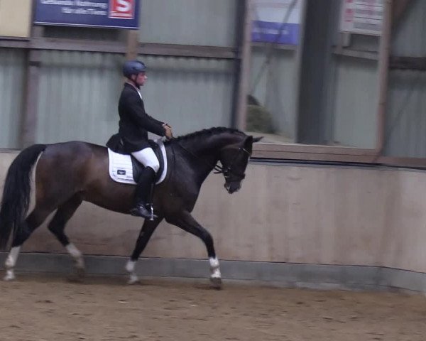 Reitturnier Löwenstedt 2019