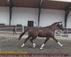 dressage horse Dorincort 3 (German Sport Horse, 2014, from Don Frederic 3)